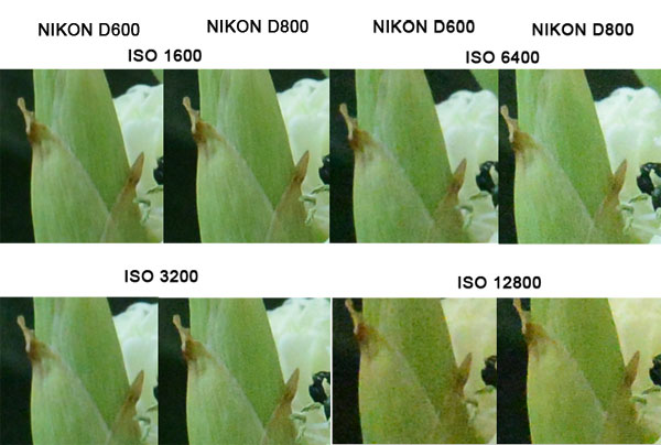 Nikon D600 vs Nikon D800 шумы на разных ISO